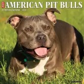 Just American Pit Bulls 2026 Wall Calendar