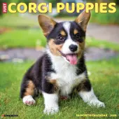 Just Corgi Puppies 2026 Wall Calendar