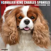 Just Cavalier King Charles 2026 Wall Calendar