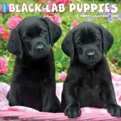 Just Black Lab Puppies 2026 Wall Calendar