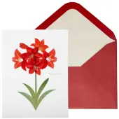 Vellum Amaryllis Christmas Card