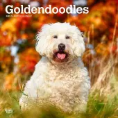 Goldendoodles 2025 Wall Calendar