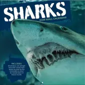 Sharks Photo 2026 Wall Calendar