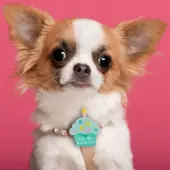 Its My Barkday Dog Collar Slide