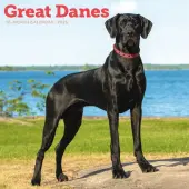 Great Danes 2026 Wall Calendar