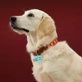 Mamas Boy Dog Collar Charm