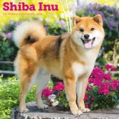 Shiba Inu 2026 Wall Calendar