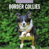 Border Collies 2026 Wall Calendar
