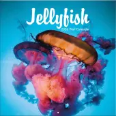 Jellyfish Photo 2026 Wall Calendar