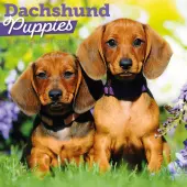 Dachshund Puppies 2026 Wall Calendar
