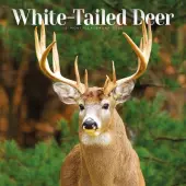 White Tailed Deer  2026 Wall Calendar