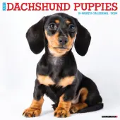 Just Dachshund Puppies 2026 Wall Calendar