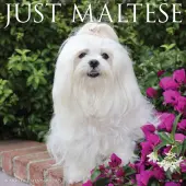 Just Maltese 2025 Wall Calendar