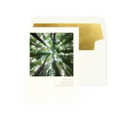 Photo Looking Up Through Tree Friendship Card