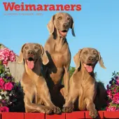 Weimaraners 2026 Wall Calendar