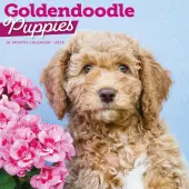 Just Goldendoodle Puppies 2026 Wall Calendar