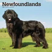 Newfoundlands 2025 Wall Calendar