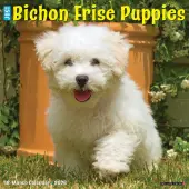 Just Bichon Frises Puppies 2026 Wall Calendar