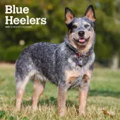 Blue Heelers 2025 Wall Calendar