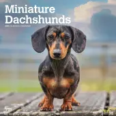 Miniature Dachshunds 2025 Wall Calendar