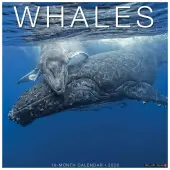 Whales 2026 Wall Calendar