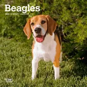 Beagle 2025 Mini Wall Calendar