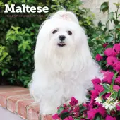 Just Maltese 2026 Wall Calendar