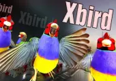 Xbird (PC) Steam Key - GLOBAL