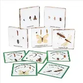 Insect Life Cycle Specimens Set of 5 by Excellerations