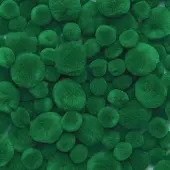 Pom Poms 100 Pieces Color Green by Colorations