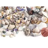 Sea Shells Small and Medium Size 2 lbs by Really Good Stuff LLC
