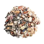 Sea Shells Small 1 lb by Really Good Stuff LLC