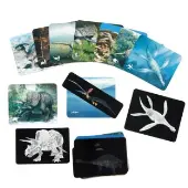 Discover Dinosaurs Picture Cards and X Rays 24 cards by Roylco