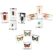 Acrylic Butterflies Bugs and Sea Specimens Set of 12 by Excellerations