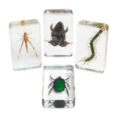 Acrylic Garden Friends Specimens Set of 4 by Excellerations