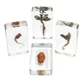 Acrylic Peanut Life Cycle Specimens Set of 4 by Excellerations