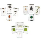 Acrylic Garden Friends Butterfly and Plant Life Cycle Specimens Set of 12 by Excellerations