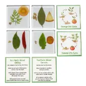 Speci Fun 4 Fruit Vegetable Lifecycle Tiles and Cards by Excellerations