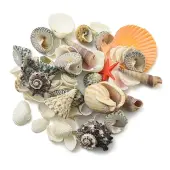 Natural Conch & Shell Beads