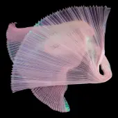 1Pc Polyester Ribbon