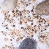 Spiral Shell Beads