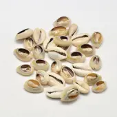 Natural Cowrie Shell Beads