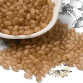 Transparent Colours Glass Seed Beads