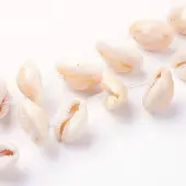 Natural Cowrie Shell Beads Strands