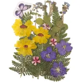 Pressed Dried Flowers