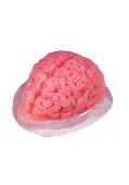 Brain 48 fl. oz. Gelatin Mold