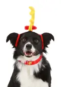 Grinch Max Dog Holiday Costume