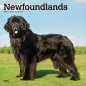 2025 BrownTrout Newfoundlands Monthly Plastic-Free Square Wall Calendar, 12"" x 12"", Dog Breeds, January to December 2025, 9781975477479