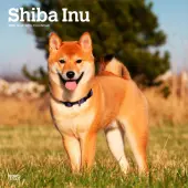 2025 BrownTrout Shiba Inu Monthly Plastic-Free Square Wall Calendar, 12"" x 12"", Dog Breeds, January to December 2025, 9781975477738