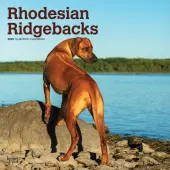 2025 BrownTrout Rhodesian Ridgebacks Monthly Plastic-Free Square Wall Calendar, 12"" x 12"", Dog Breeds, January to December 2025, 9781975477622